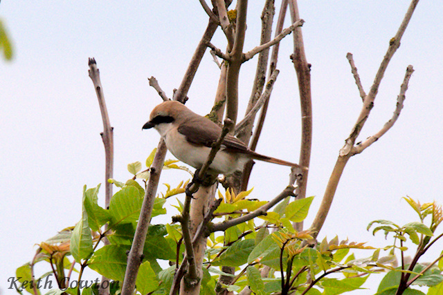 Turkestan Shrike