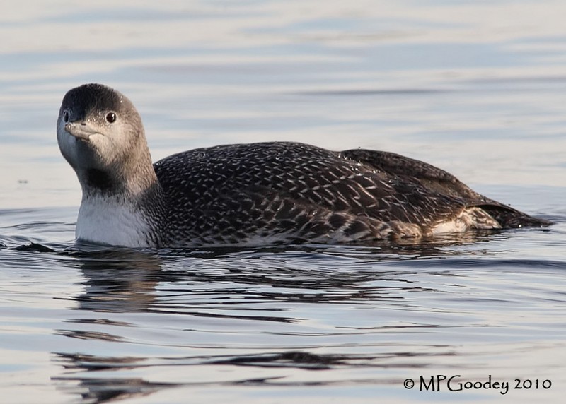 Red-throated Diver