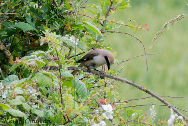 Turkestan Shrike