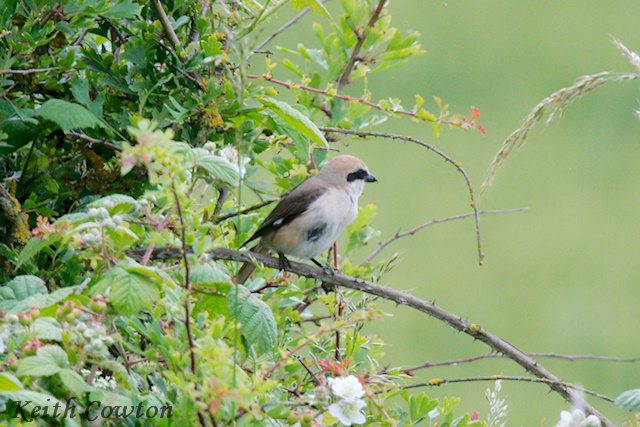 Turkestan Shrike