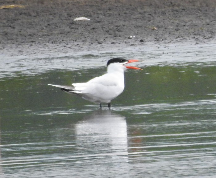 Caspian Tern
