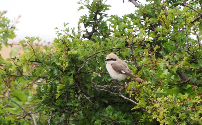 Turkestan Shrike