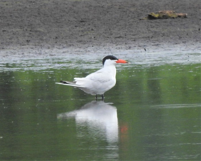 Caspian Tern