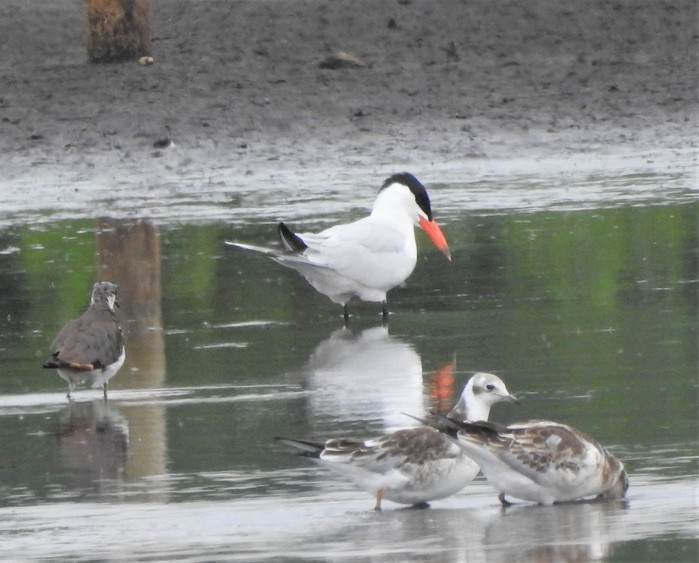Caspian Tern
