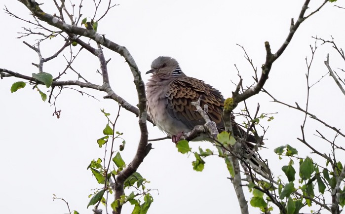 Turtle Dove