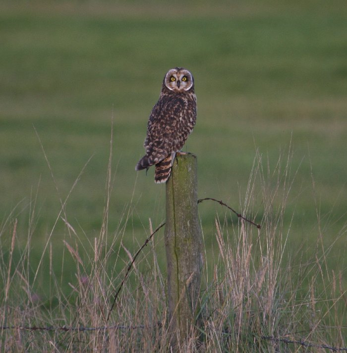 Short-eared Owl