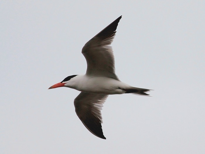 Caspian Tern