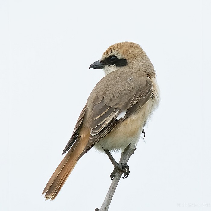 Turkestan Shrike