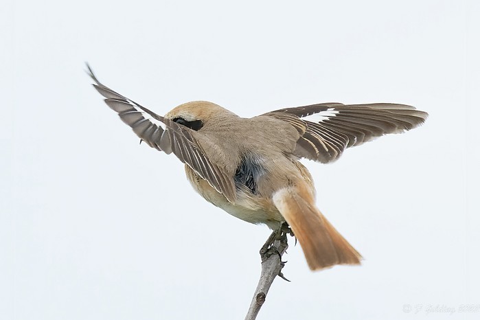 Turkestan Shrike