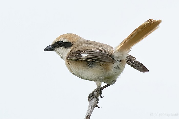 Turkestan Shrike