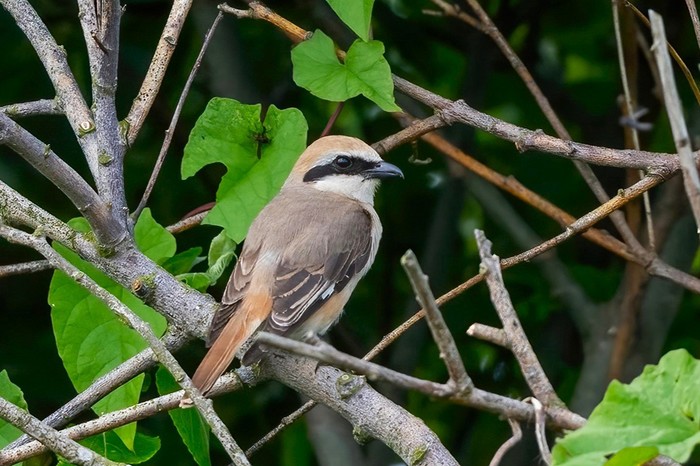 Turkestan Shrike