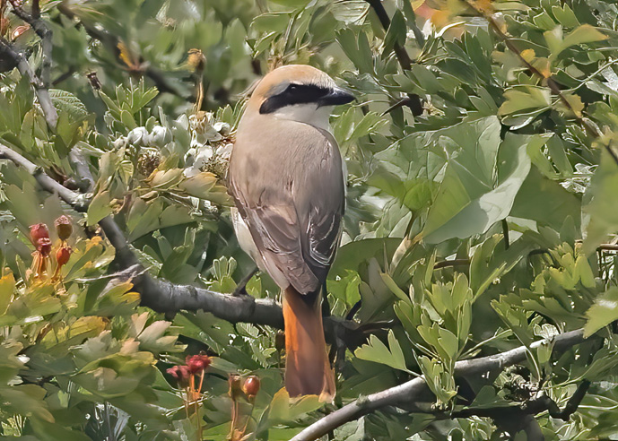 Turkestan Shrike