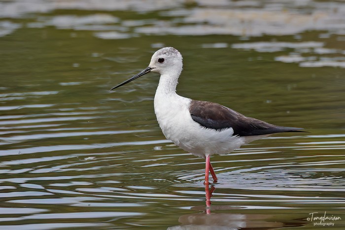 Black-winged Stilt