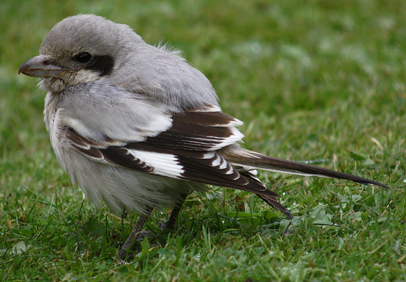 Steppe Grey Shrike