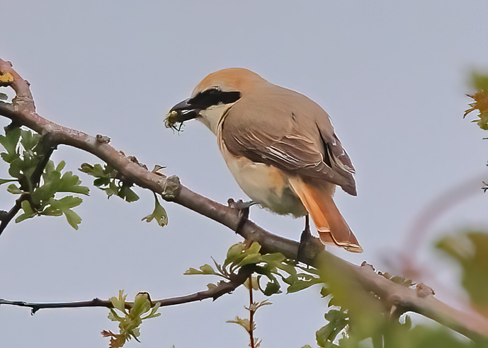 Turkestan Shrike