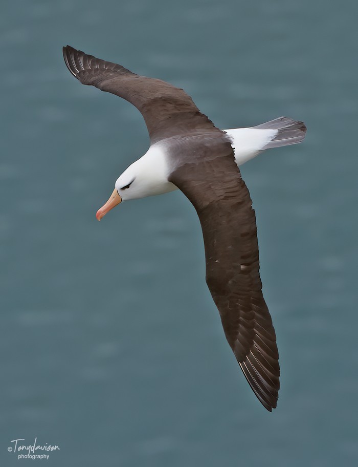 Black-browed Albatross