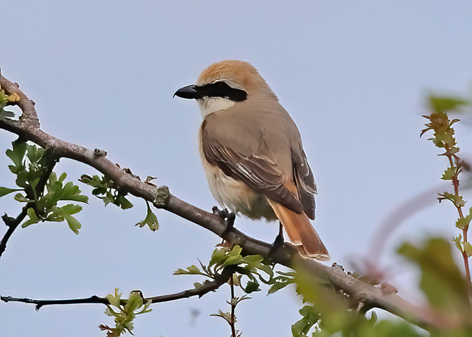 Turkestan Shrike