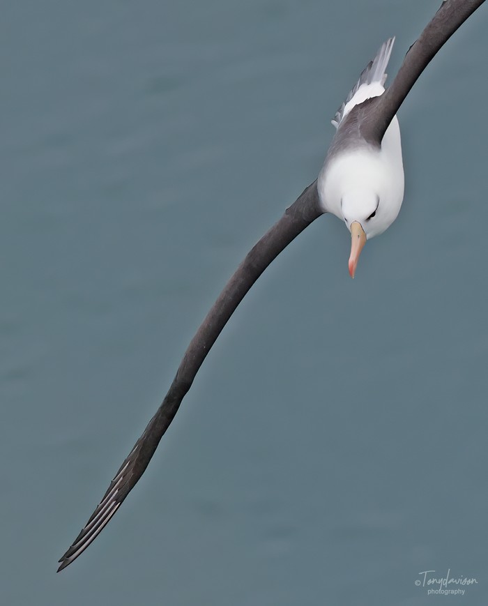 Black-browed Albatross