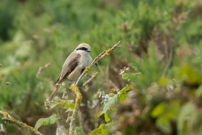 Turkestan Shrike