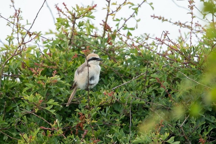Turkestan Shrike