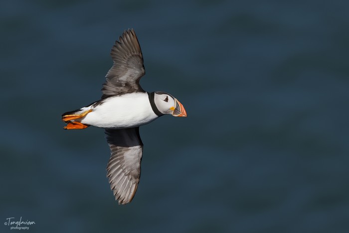 Puffin