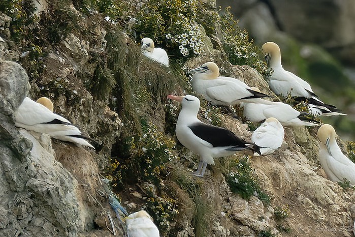 Black-browed Albatross