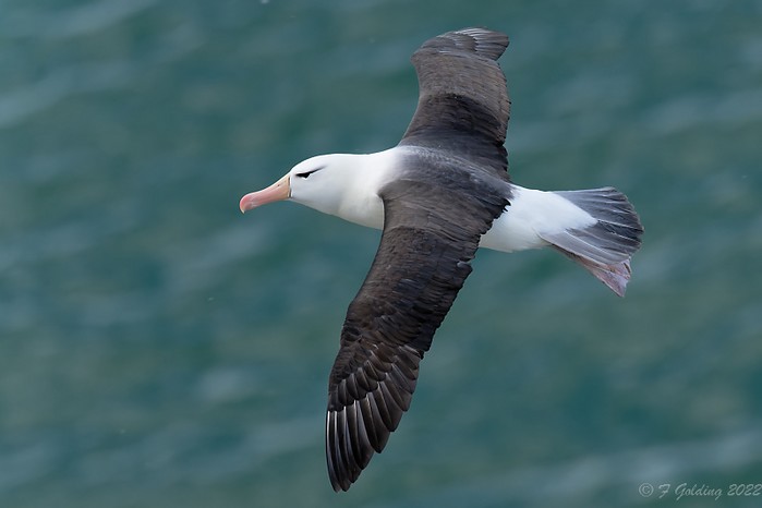 Black-browed Albatross
