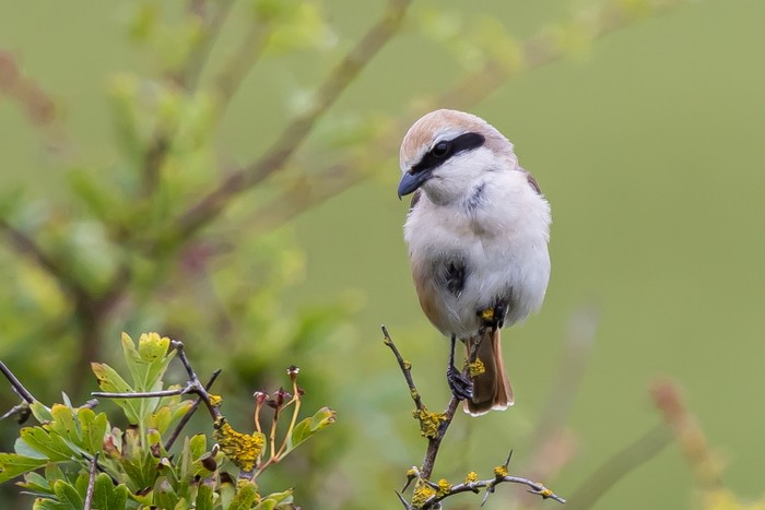 Turkestan Shrike