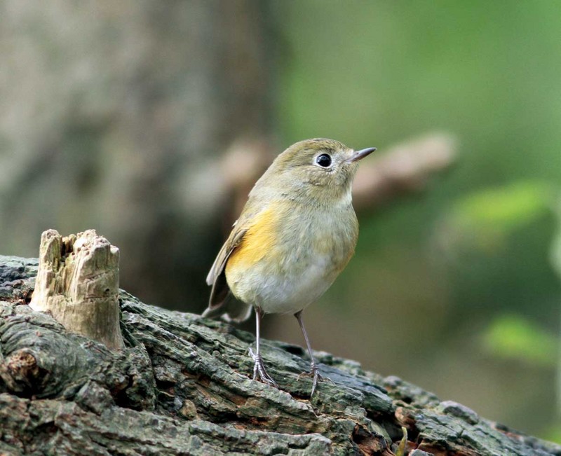 Red-flanked Bluetail