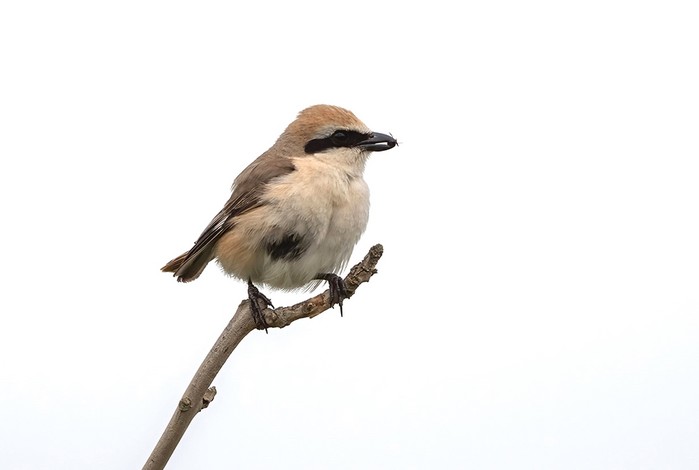 Turkestan Shrike