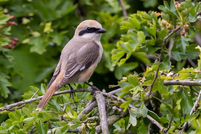 Turkestan Shrike