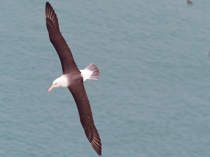 Black-browed Albatross