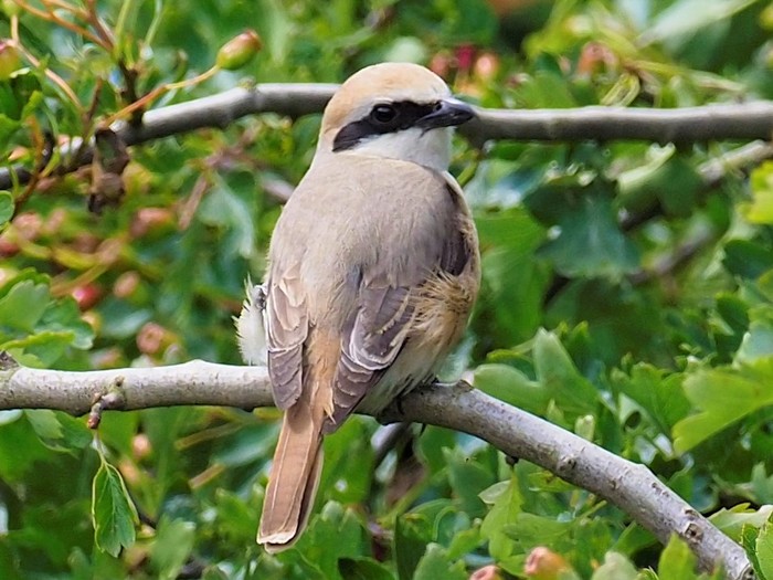 Turkestan Shrike
