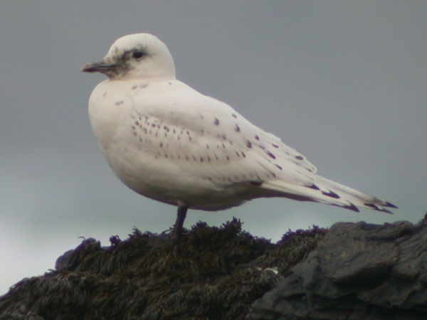 Ivory Gull