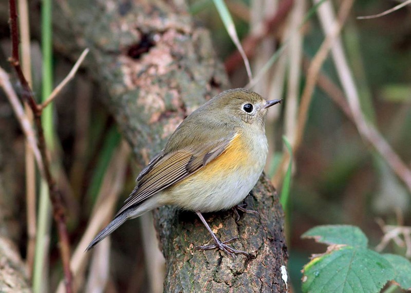 Red-flanked Bluetail