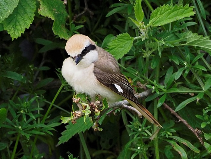Turkestan Shrike