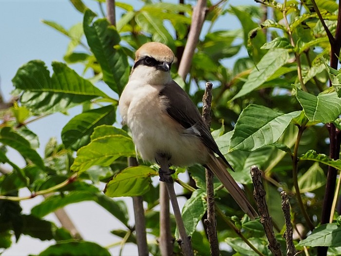 Turkestan Shrike