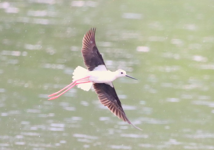 Black-winged Stilt