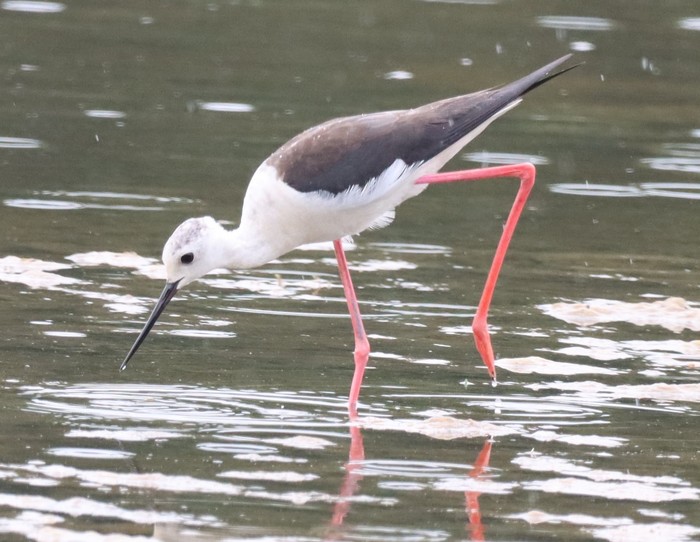 Black-winged Stilt