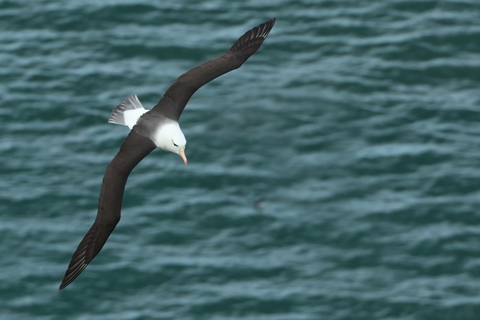 Black-browed Albatross