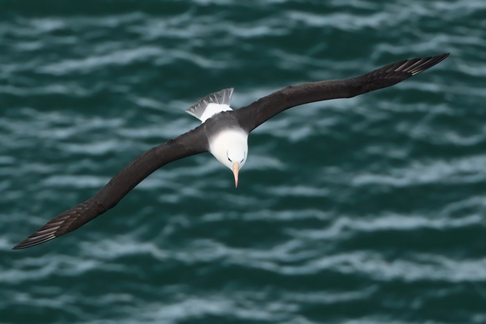 Black-browed Albatross
