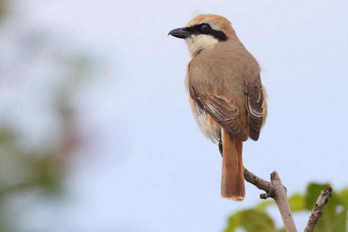 Turkestan Shrike