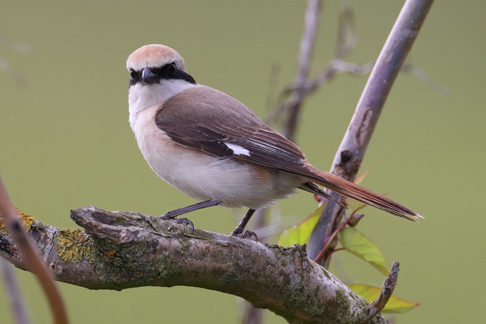 Turkestan Shrike