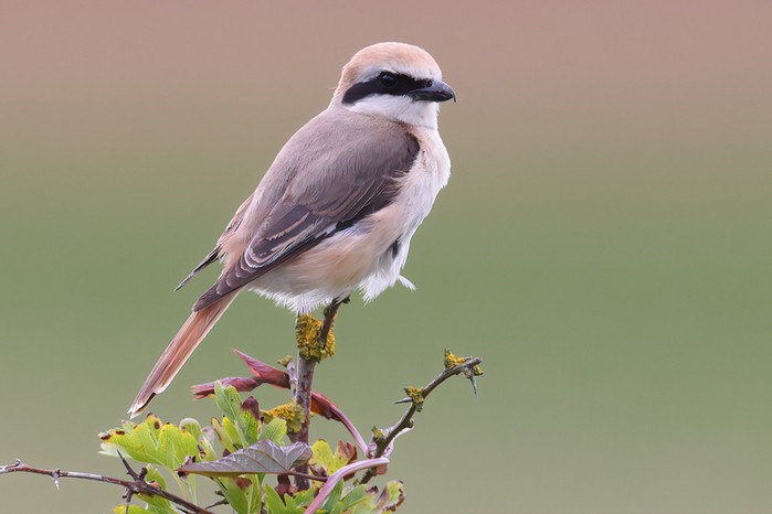 Turkestan Shrike