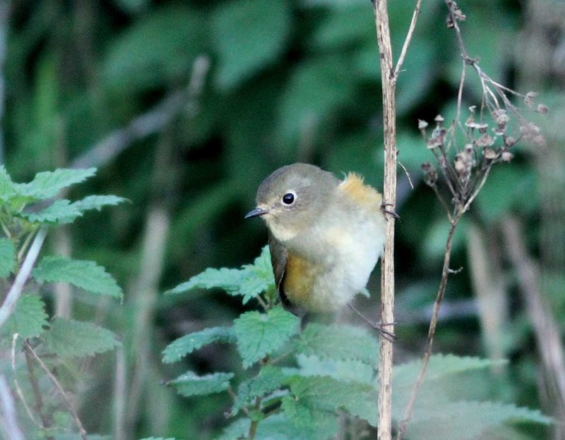 Red-flanked Bluetail