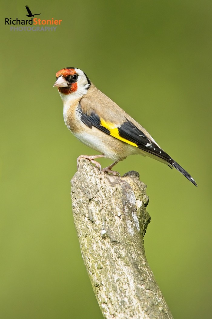 Goldfinch