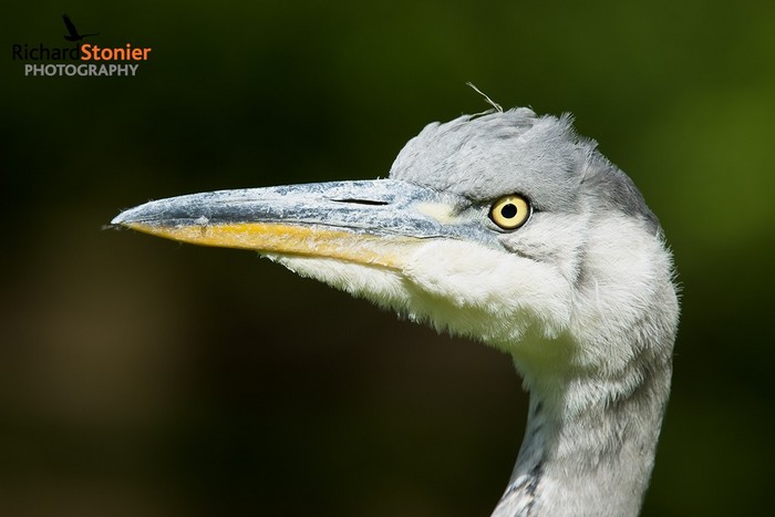 Grey Heron