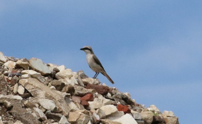 Turkestan Shrike