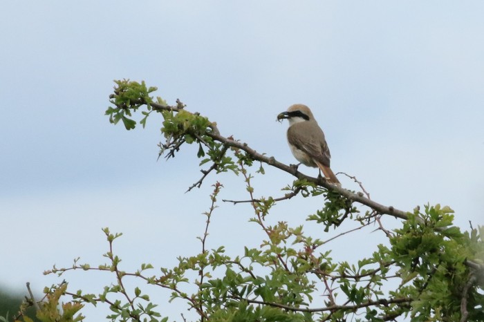 Turkestan Shrike