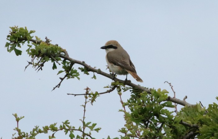 Turkestan Shrike